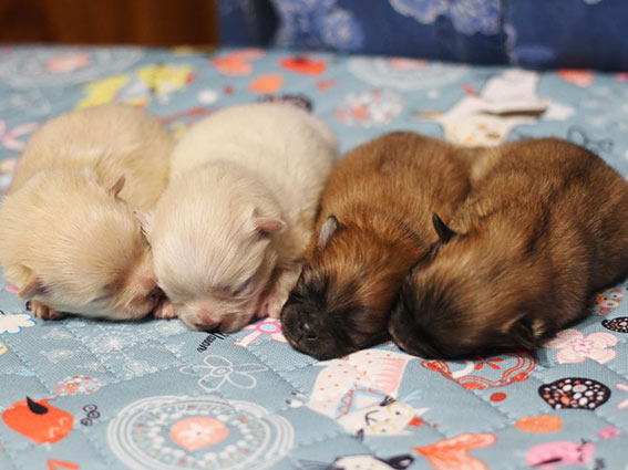 новорожденные щенки померанского шпица в питомнике Волгоград
